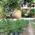 蓝莓树苗庭院种子室内四季盆栽南北方种植当年结果盆栽地栽蓝