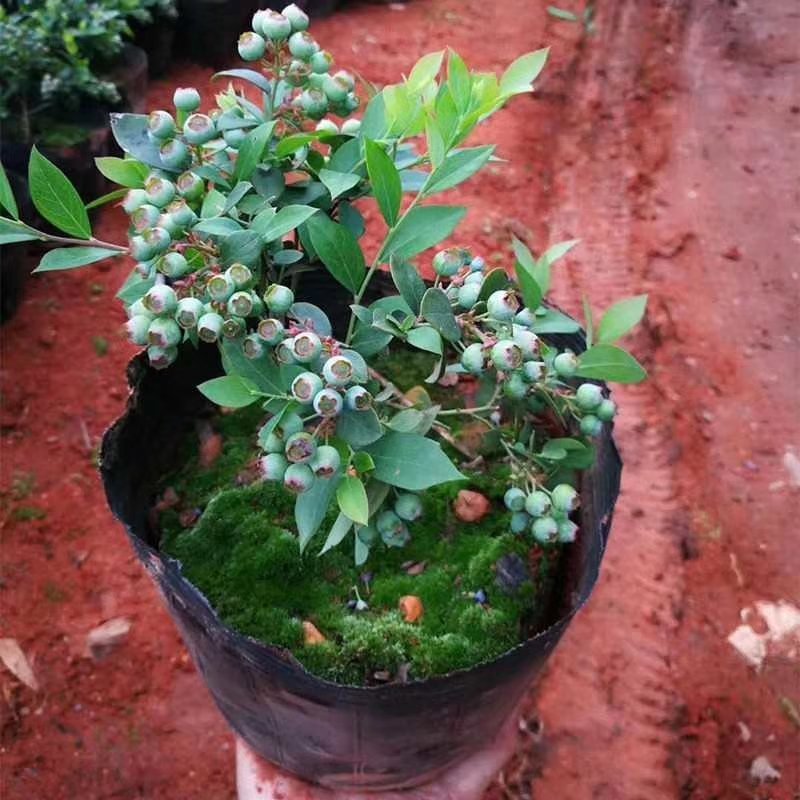 蓝莓树苗庭院种子室内四季盆栽南北方种植当年结果盆栽地栽蓝