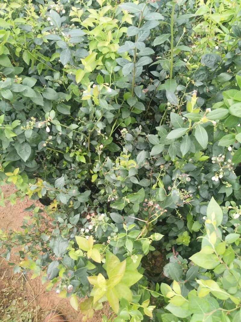蓝莓树苗庭院种子室内四季盆栽南北方种植当年结果盆栽地栽蓝