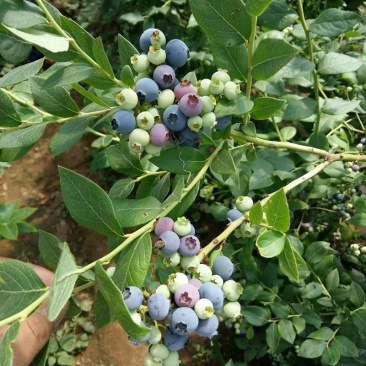 蓝莓树苗庭院种子室内四季盆栽南北方种植当年结果盆栽地栽蓝