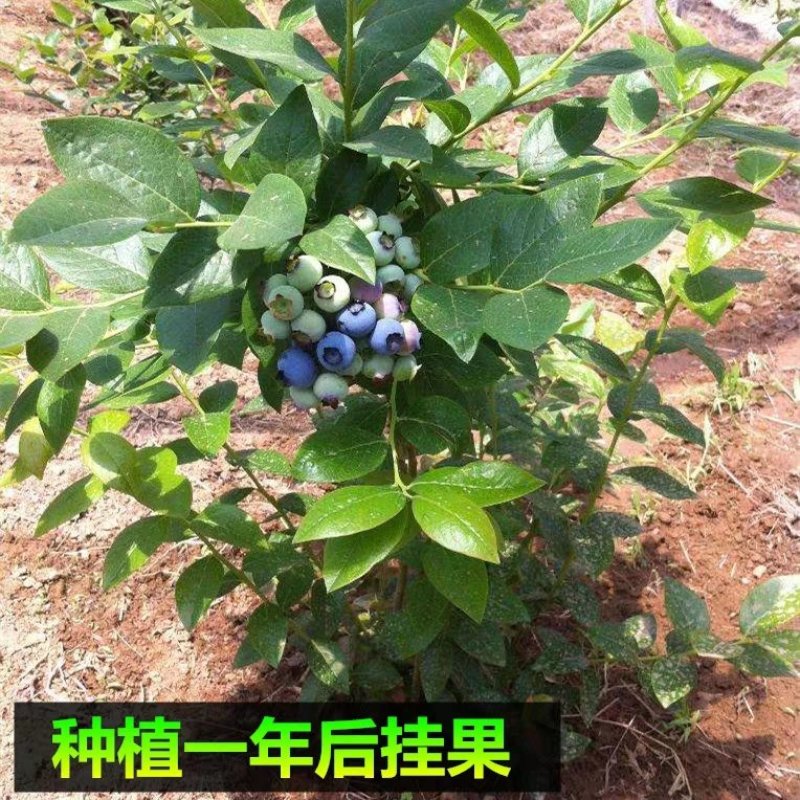 蓝莓树苗庭院种子室内四季盆栽南北方种植当年结果盆栽地栽蓝