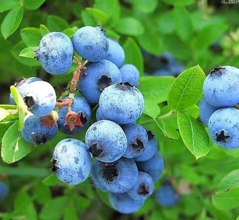 蓝莓树苗庭院种子室内四季盆栽南北方种植当年结果盆栽地栽蓝