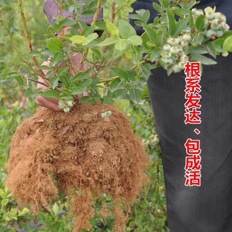 蓝莓树苗庭院种子室内四季盆栽南北方种植当年结果盆栽地栽蓝