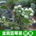 蓝莓树苗庭院种子室内四季盆栽南北方种植当年结果盆栽地栽蓝
