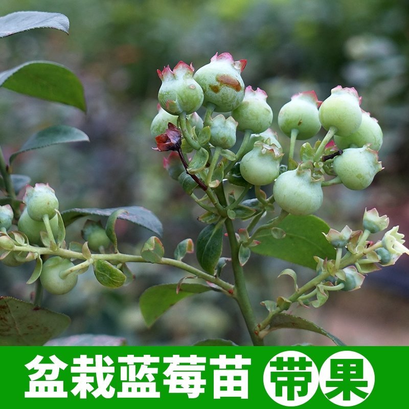 蓝莓树苗庭院种子室内四季盆栽南北方种植当年结果盆栽地栽蓝
