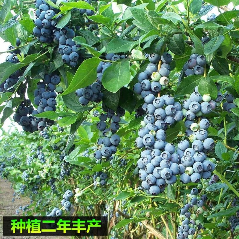蓝莓树苗庭院种子室内四季盆栽南北方种植当年结果盆栽地栽蓝