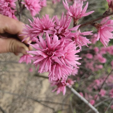 菊花碧桃小苗价格