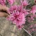 菊花碧桃小苗价格