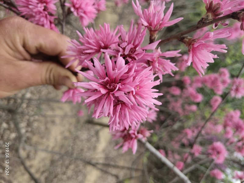 菊花碧桃小苗价格