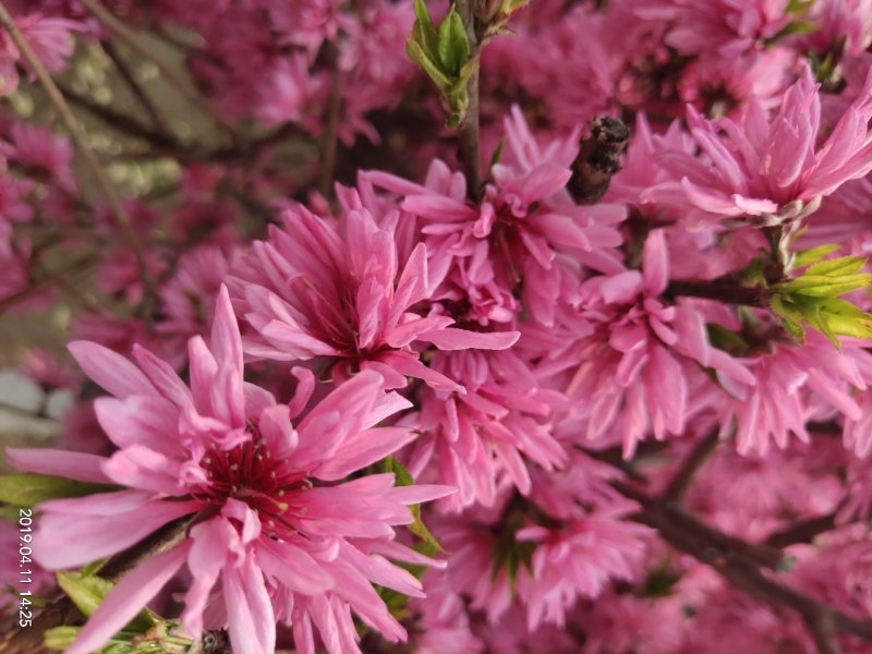 菊花碧桃小苗价格