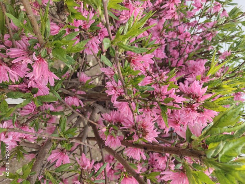 菊花碧桃小苗价格