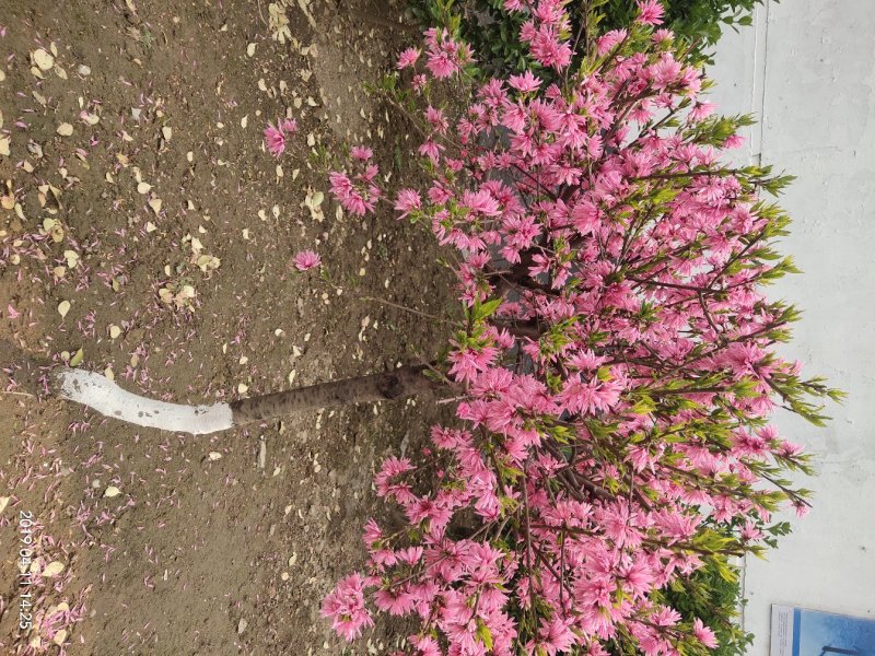 菊花碧桃小苗价格