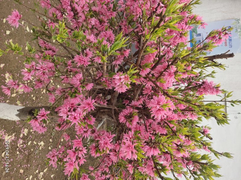 菊花碧桃小苗价格