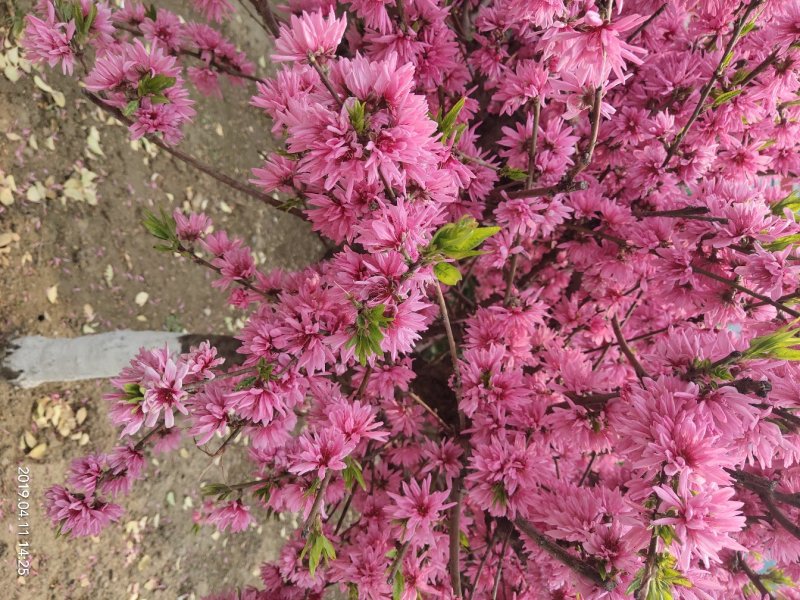 菊花碧桃小苗价格