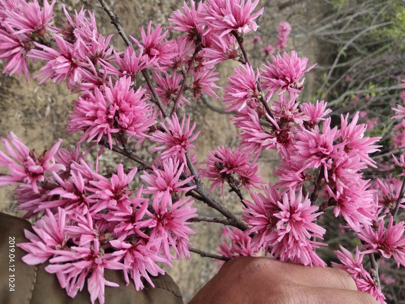 菊花碧桃小苗价格