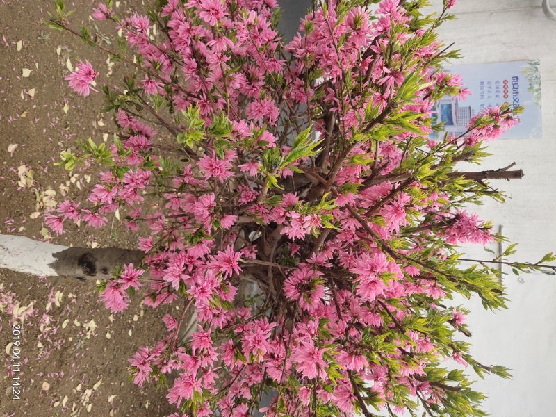 菊花碧桃小苗价格