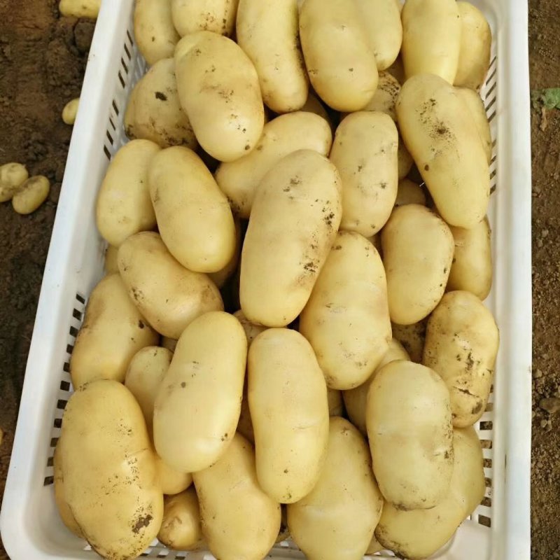 长年大量供应滕州优质荷兰土豆和V七精品土豆