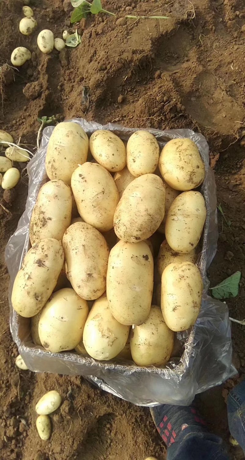 长年大量供应滕州优质荷兰土豆和V七精品土豆