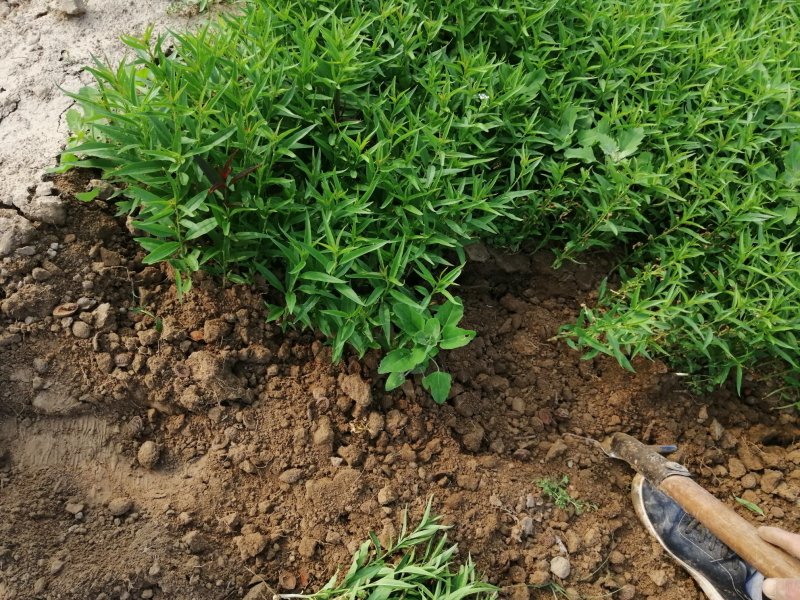 小桃苗芽【自己家苗圃基地培育的苗】无虫害