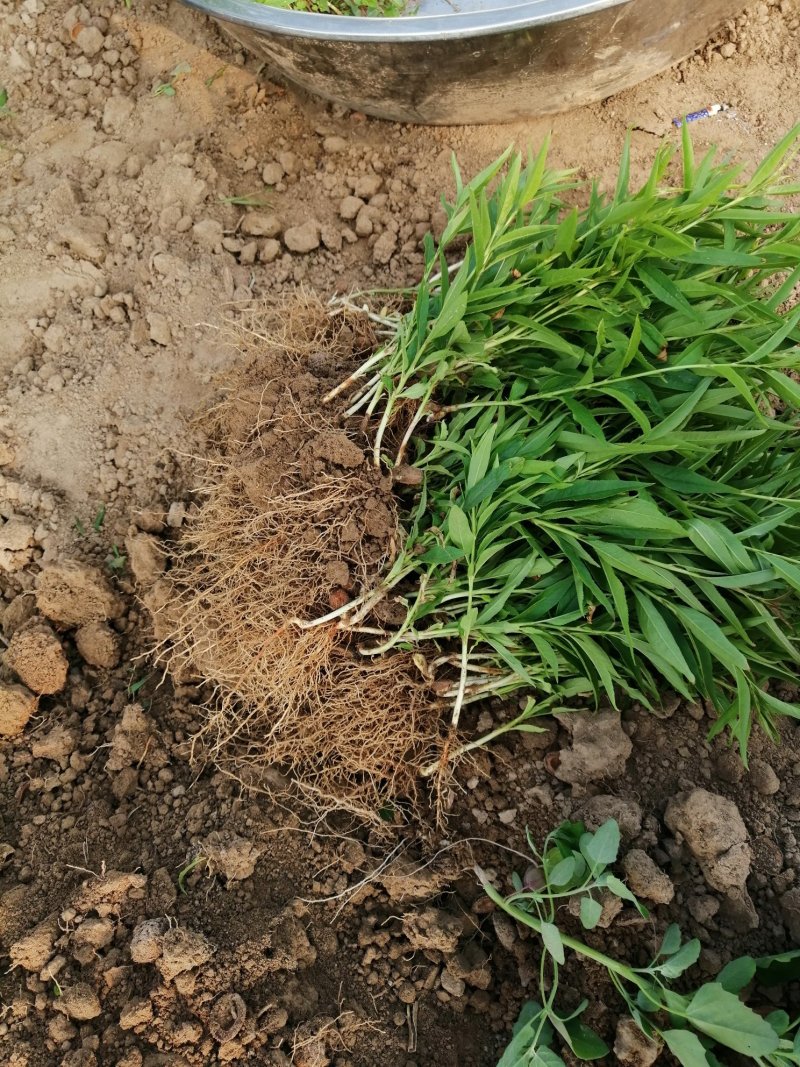 小桃苗芽【自己家苗圃基地培育的苗】无虫害