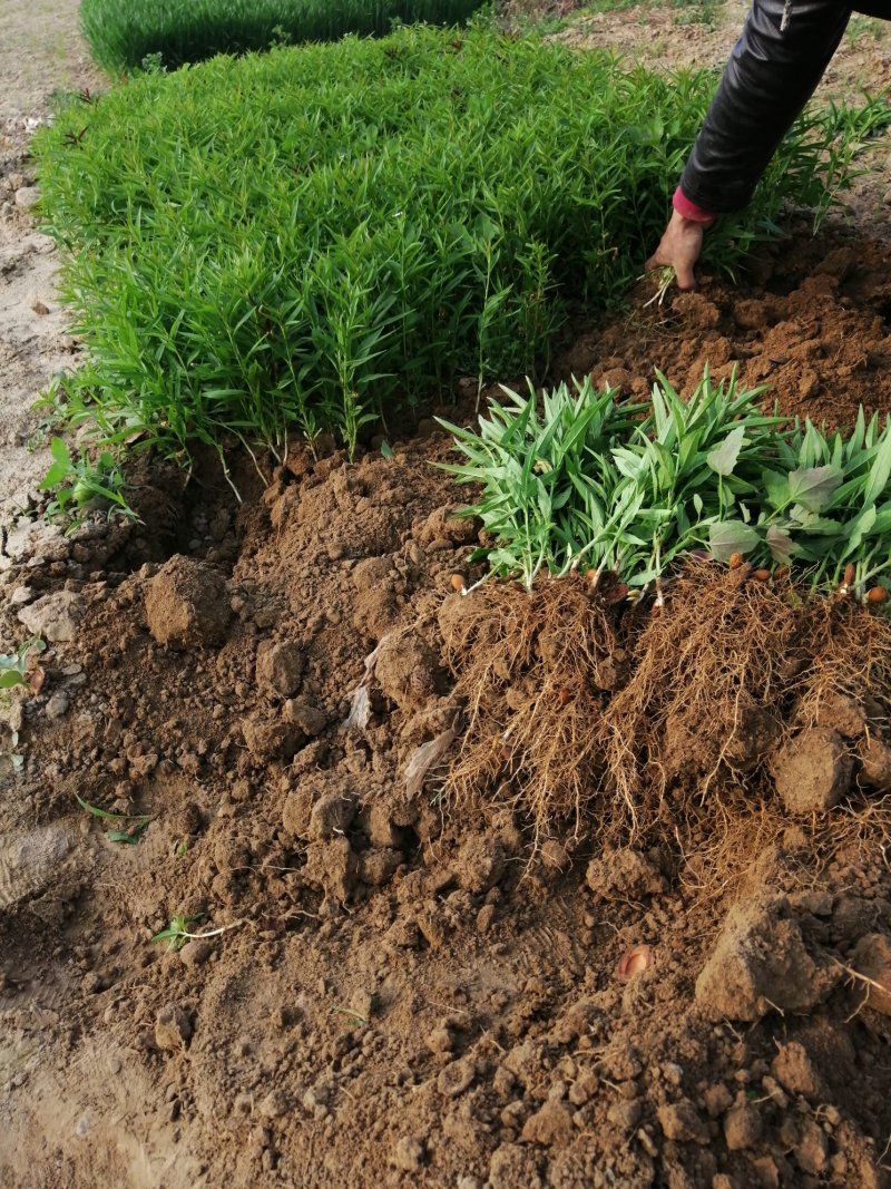 小桃苗芽【自己家苗圃基地培育的苗】无虫害