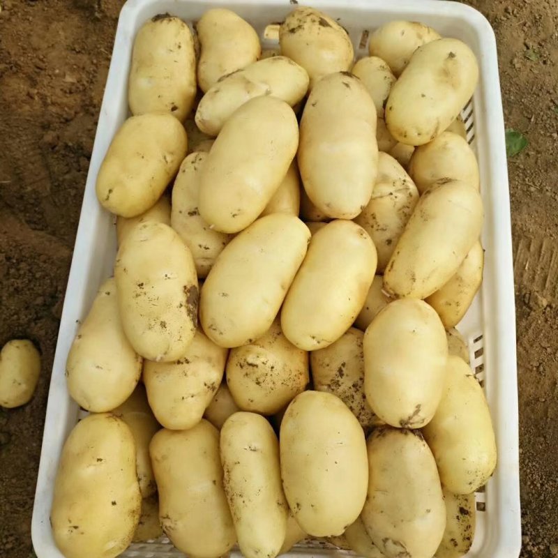 大量出售滕州优质荷兰土豆，三两以上精品货。