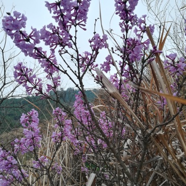 芫花树整棵下单现采发树叶枝根整株