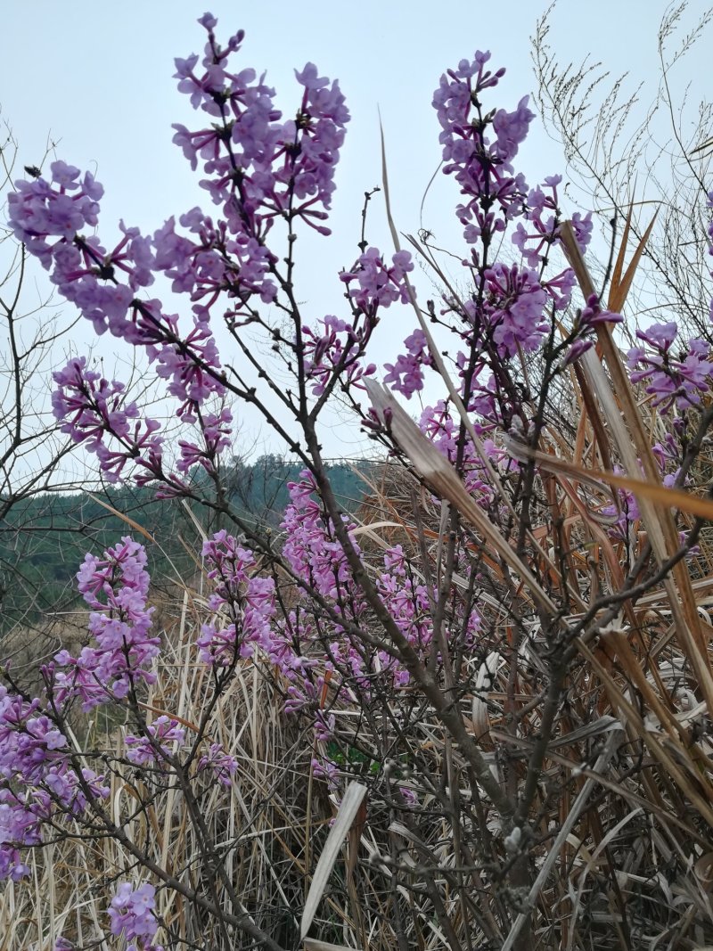 芫花树整棵下单现采发树叶枝根整株
