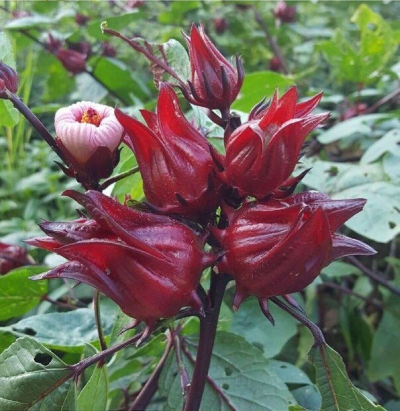 洛神花，红桃k，玫瑰花果脯