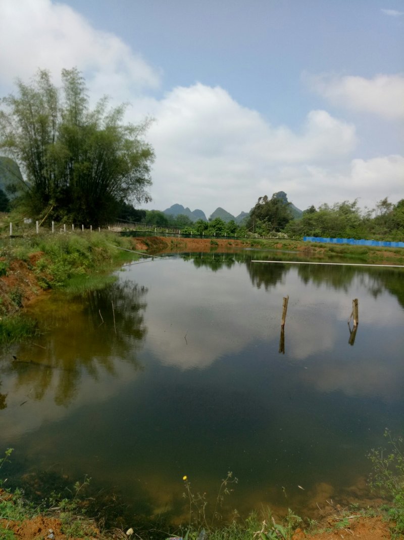 《推荐》桂林本地小龙虾苗，精品大量上市规格齐全欢迎咨询