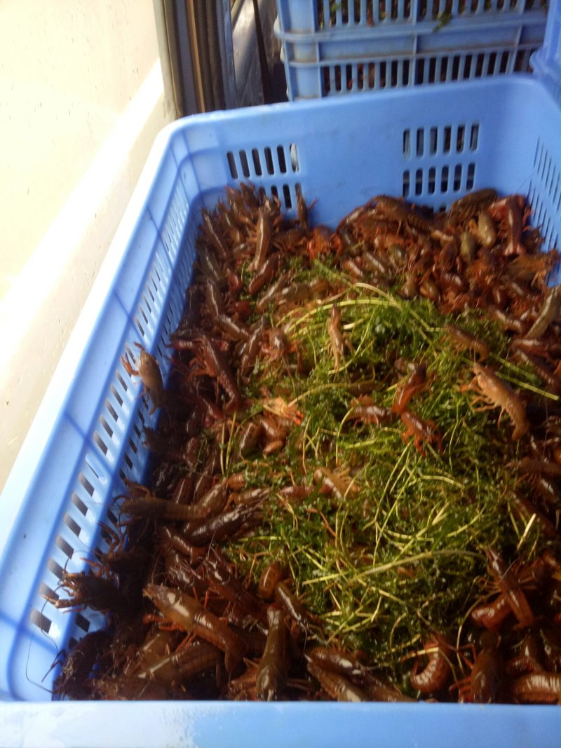 《推荐》桂林本地小龙虾苗，精品大量上市规格齐全欢迎咨询