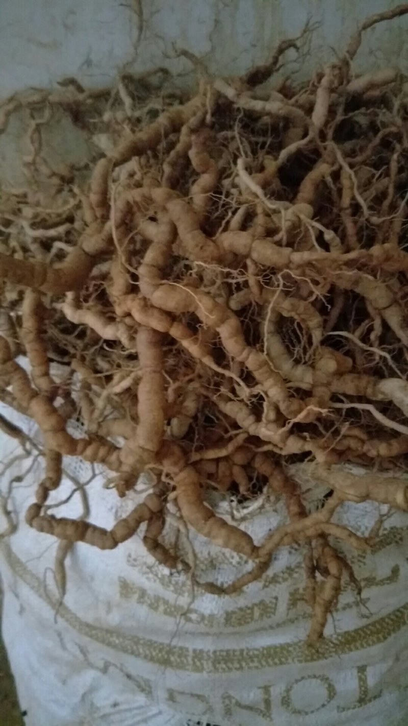 巴戟天批发，可选修剪须，不修剪须的，欢迎选购