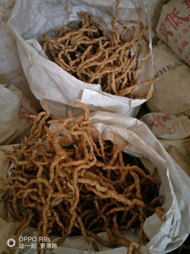 巴戟天批发，可选修剪须，不修剪须的，欢迎选购