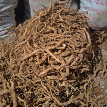 巴戟天批发,可选修剪须,不修剪须的,欢迎选购
