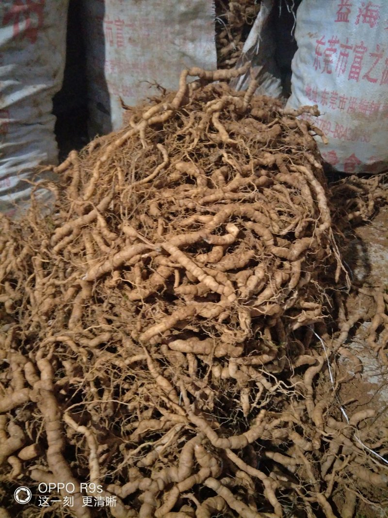 巴戟天批发，可选修剪须，不修剪须的，欢迎选购