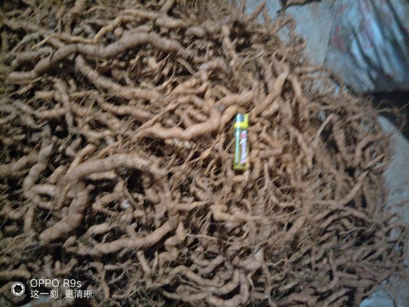 巴戟天批发，可选修剪须，不修剪须的，欢迎选购
