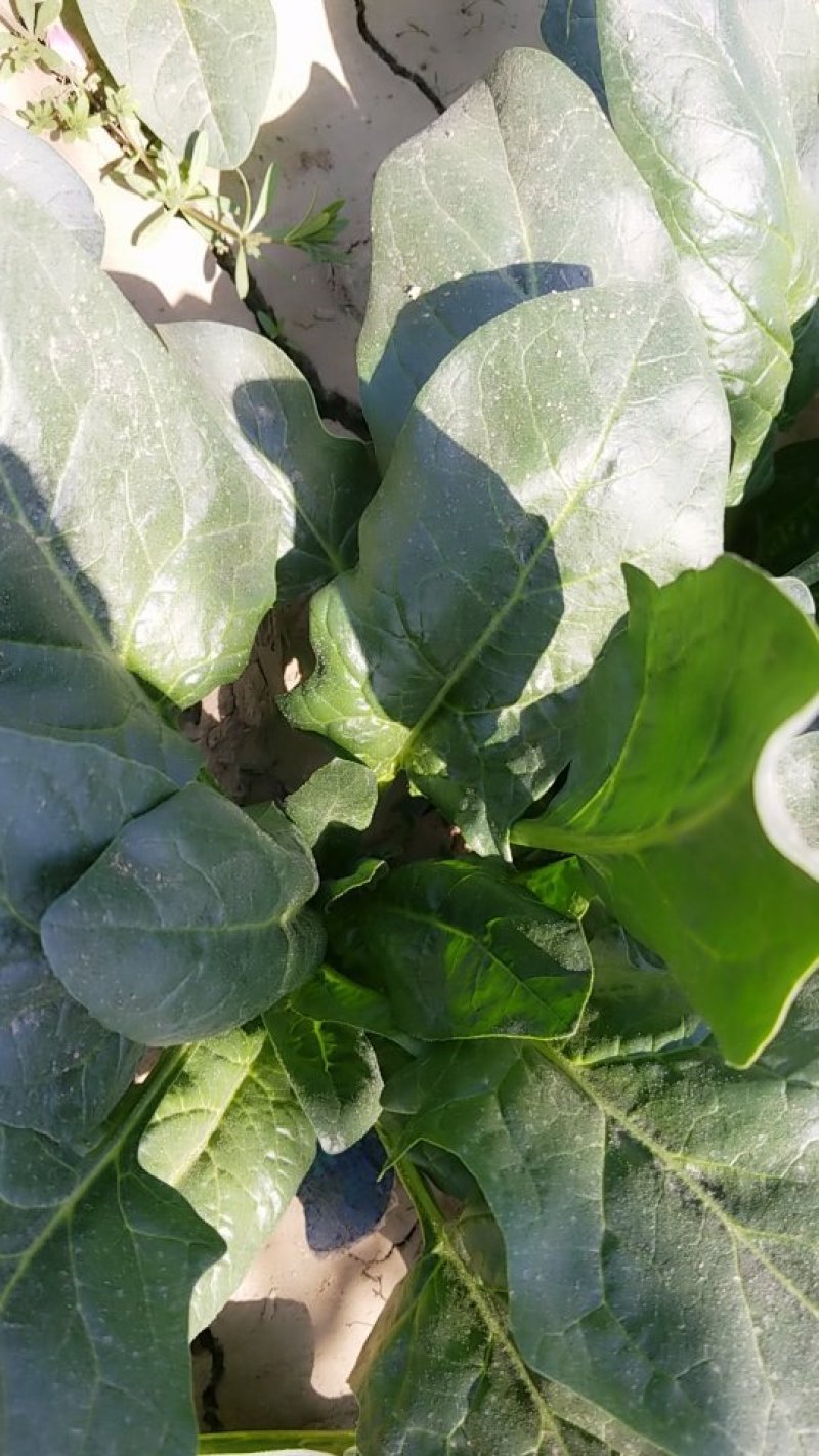 大叶菠菜