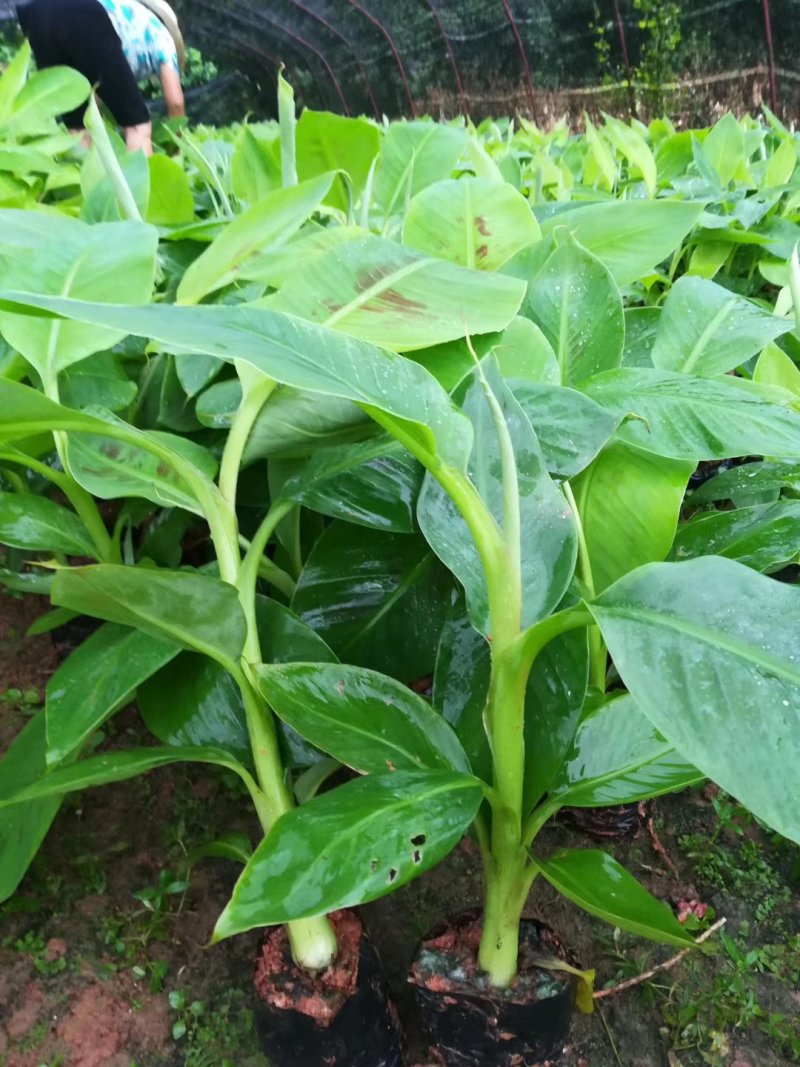 香蕉苗粉蕉苗西贡蕉苗带营养杯发货