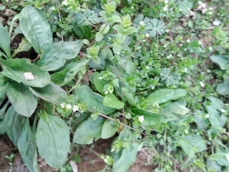 车前草中药材可批发零售
