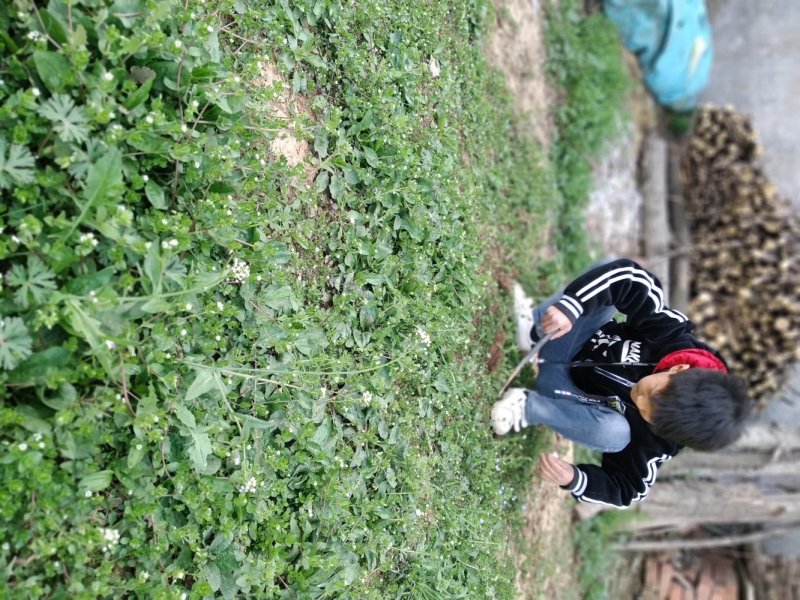 车前草中药材可批发零售
