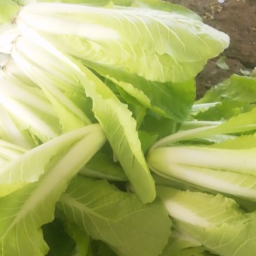 黄金小白菜
