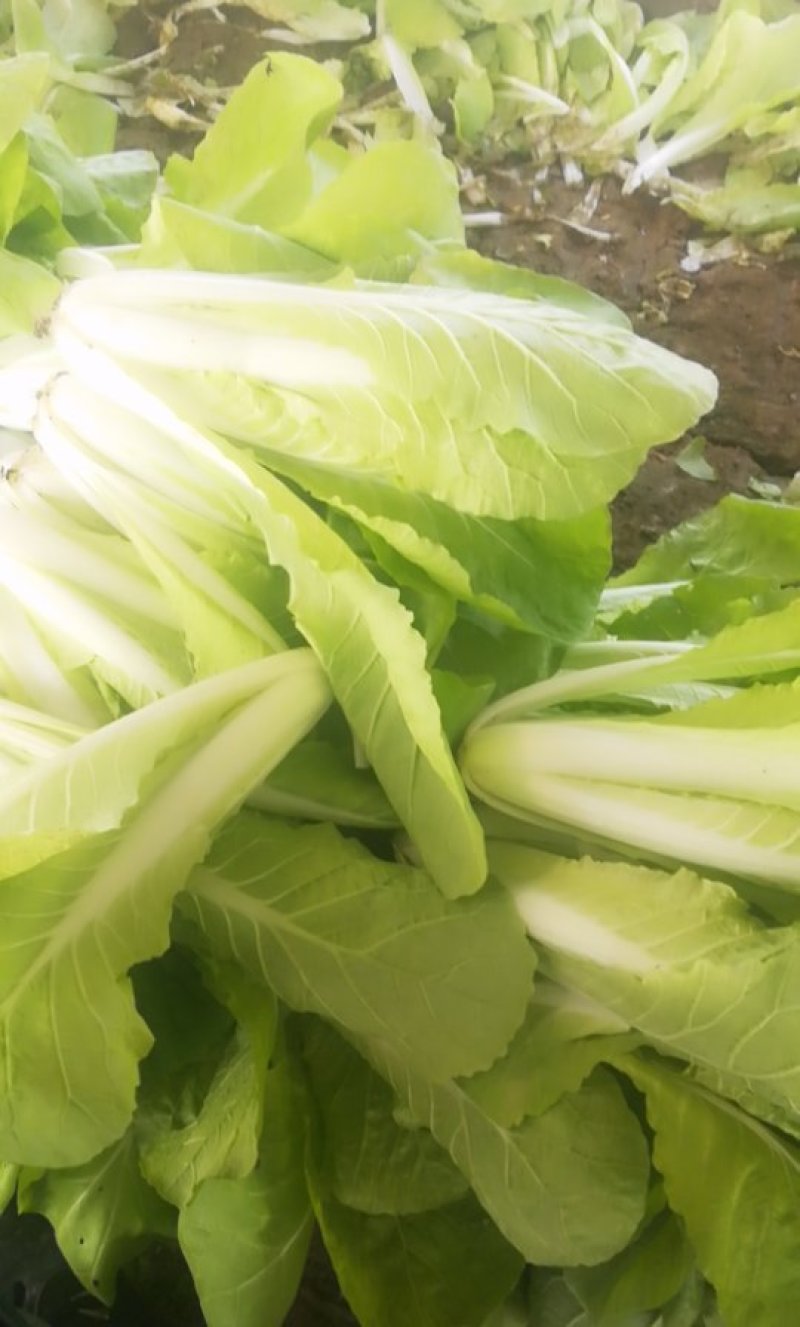 黄金小白菜