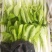 黄金小白菜