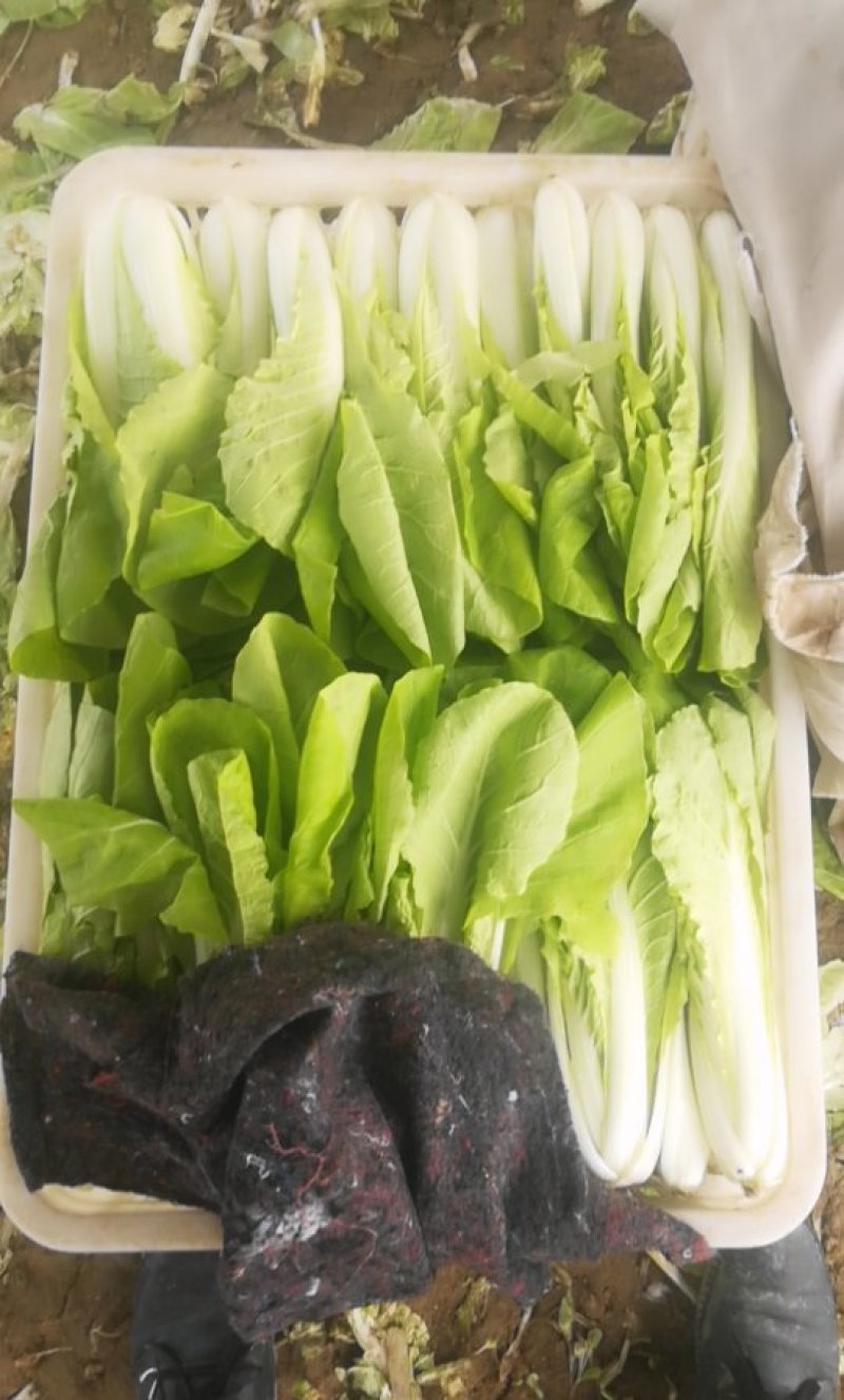 黄金小白菜