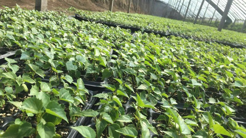 楸树杯苗现大量销售预定。