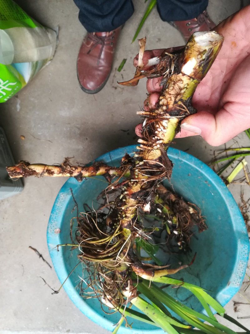 臭蒲根野生新鲜水菖蒲根剪须发