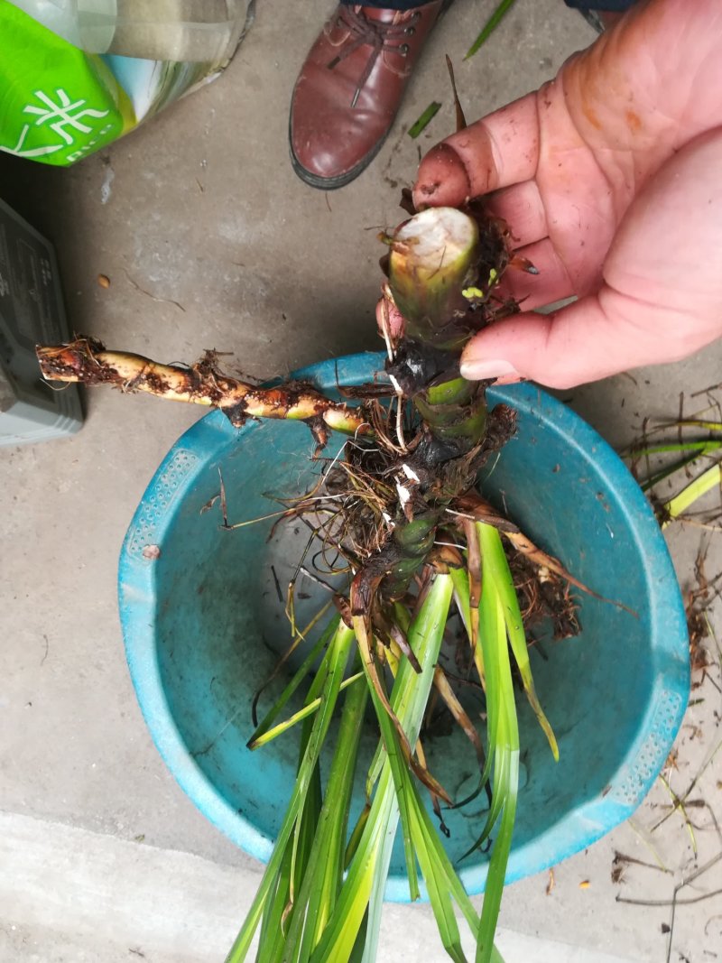 臭蒲根野生新鲜水菖蒲根剪须发