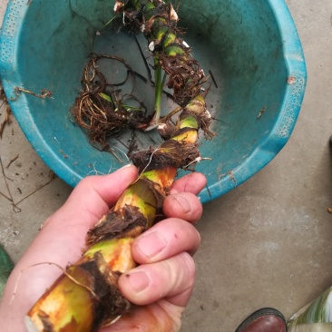 臭蒲根野生新鲜水菖蒲根剪须发