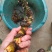 臭蒲根野生新鲜水菖蒲根剪须发