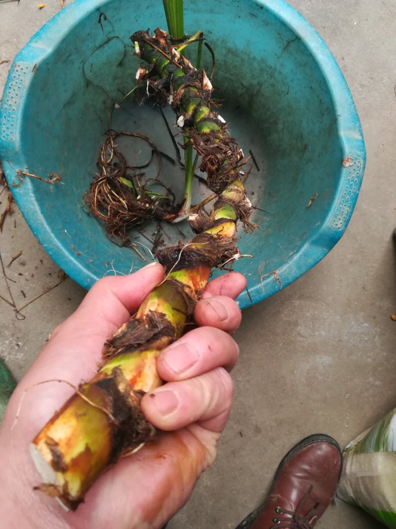 臭蒲根野生新鲜水菖蒲根剪须发